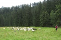 Wracając Doliną Kościeliską spotkaliśmy górali wypasujących tu swoje owce. Trzeba to było uwiecznić na fotografii...